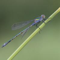 Emerald Damselfly 1 